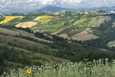 Yazın Ripatransone, Ascoli Piceno, Marches, İtalya yakınlarındaki kırsal alan