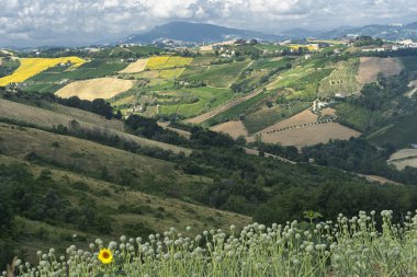 Rural landscape at summer near Ripatransone, Ascoli Piceno, Marches, Italy clipart