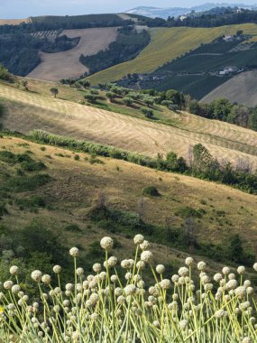Yazın Ripatransone, Ascoli Piceno, Marches, İtalya yakınlarındaki kırsal alan