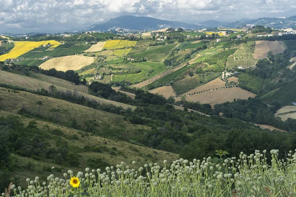 Landsbygdslandskap Sommaren Nära Ripatransone Ascoli Piceno Marches Italien — Stockfoto