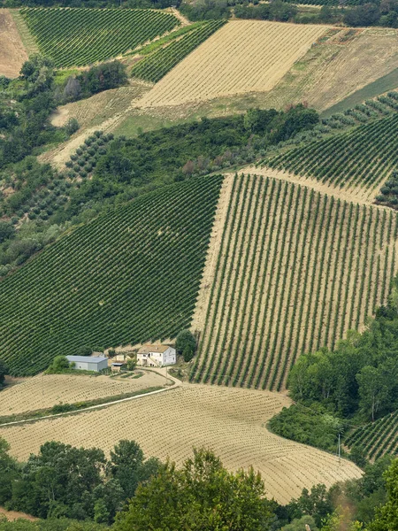 Landsbygdslandskap Sommaren Nära Ripatransone Ascoli Piceno Marches Italien — Stockfoto