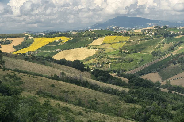 意大利马奇Ascoli Piceno Ripatransone附近夏季的农村景观 — 图库照片