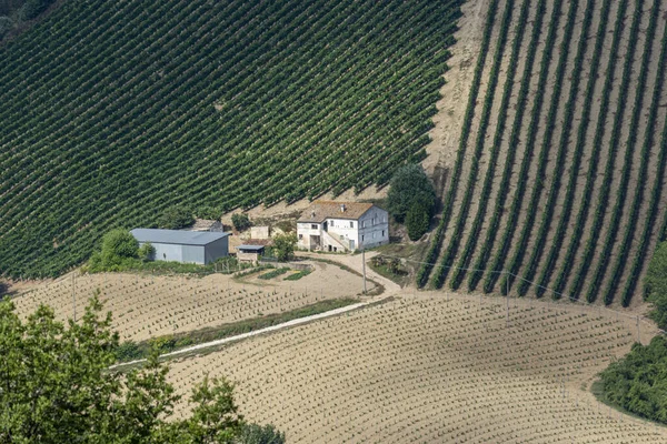 Krajobraz Wiejski Lecie Pobliżu Ripatransone Ascoli Piceno Marsze Włochy — Zdjęcie stockowe