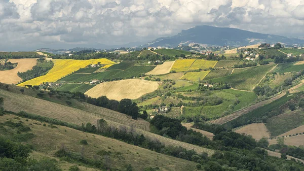 意大利马奇Ascoli Piceno Ripatransone附近夏季的农村景观 — 图库照片