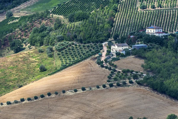 Landsbygdslandskap Sommaren Nära Ripatransone Ascoli Piceno Marches Italien — Stockfoto