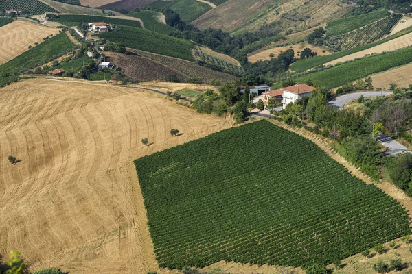 Paesaggio Rurale Estivo Ripatransone Ascoli Piceno Marche Italia — Foto Stock