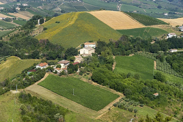 Paesaggio Rurale Estivo Ripatransone Ascoli Piceno Marche Italia — Foto Stock