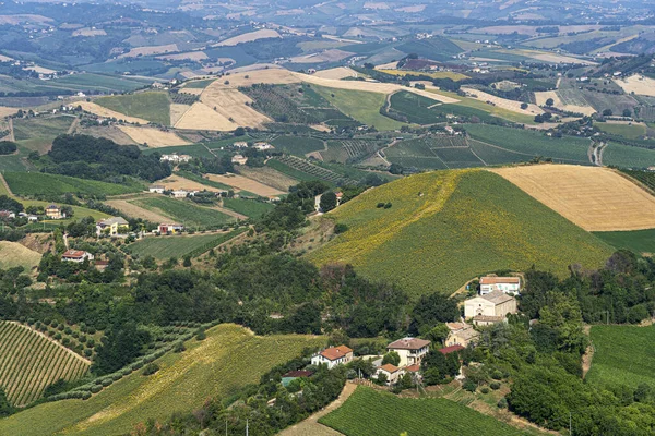 Paesaggio Rurale Estivo Ripatransone Ascoli Piceno Marche Italia — Foto Stock