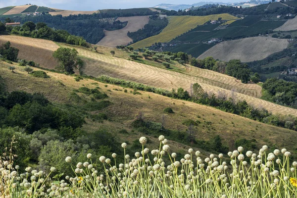 Paysage Rural Été Près Ripatransone Ascoli Piceno Marches Italie — Photo