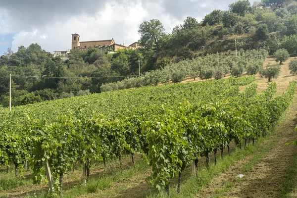 Landelijk Landschap Zomer Nabij Montefiore Dell Aso Ascoli Piceno Marche — Stockfoto