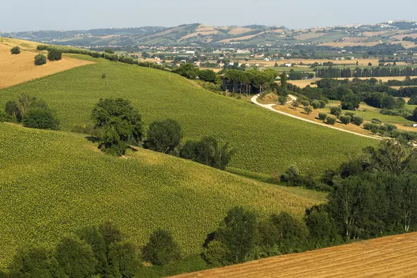 Landsbygdslandskap Sommaren Nära Macerata Marches Italien — Stockfoto