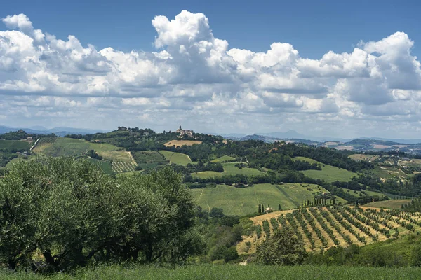 Paisagem Rural Verão Perto Monterubbiano Fermo Marchas Itália — Fotografia de Stock