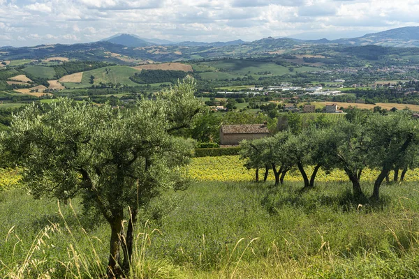 意大利马奇 Fermo Montegiorgio附近夏季的农村景观 — 图库照片
