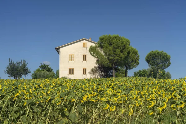 Paisagem Rural Verão Perto Mogliano Macerata Marchas Itália — Fotografia de Stock