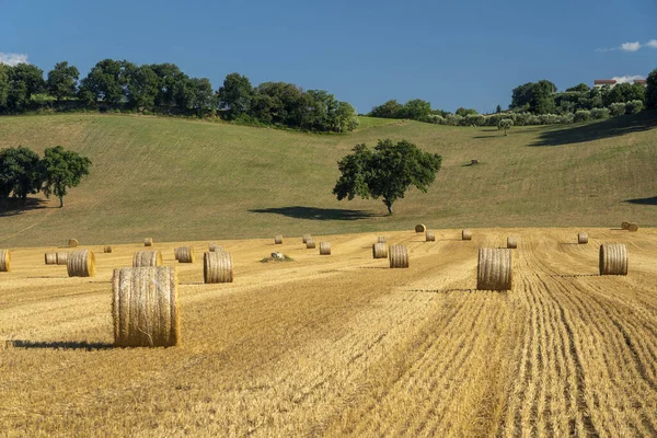 意大利马奇马凯拉塔Petriolo附近夏季的农村景观 — 图库照片