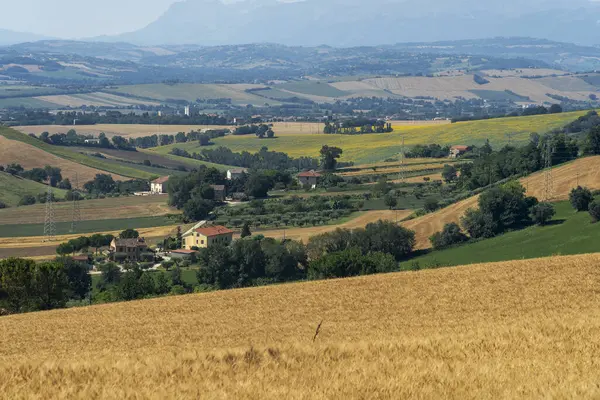 Paesaggio Rurale Estate Vicino Macerata Marche Italia — Foto Stock