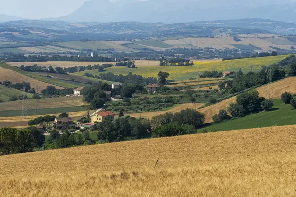 Landsbygdslandskap Sommaren Nära Macerata Marches Italien — Stockfoto