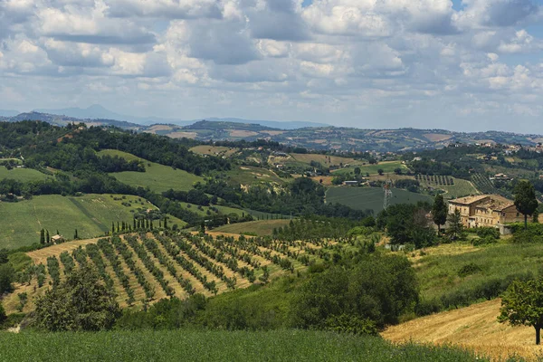 Paisaje Rural Verano Cerca Monterubbiano Fermo Marcas Italia — Foto de Stock