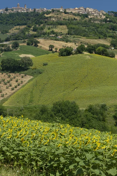 Αγροτικό Τοπίο Κοντά Στο Monterubbiano Fermo Marches Ιταλία — Φωτογραφία Αρχείου