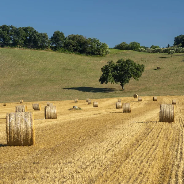 Landelijk Landschap Zomer Bij Petriolo Macerata Marken Italië — Stockfoto