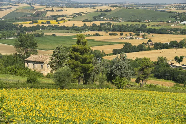 Landelijk Landschap Zomer Bij Macerata Marken Italië — Stockfoto