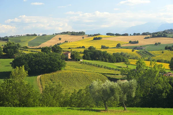 Landskap Sommaren Nära Mogliano Macerata Marscher Italien — Stockfoto