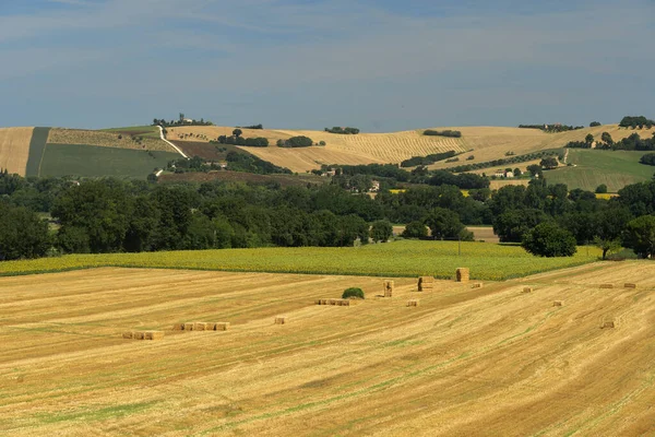 Ländliche Landschaft Sommer Der Nähe Von Macerata Marken Italien — Stockfoto