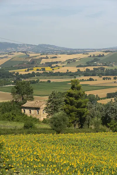 Rural Landscape Summer Macerata Marches Italy — Stock Photo, Image