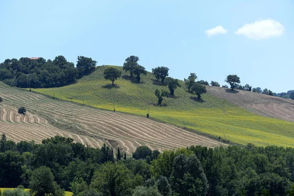 Paysage Rural Près Treia Macerata Marches Italie Été — Photo