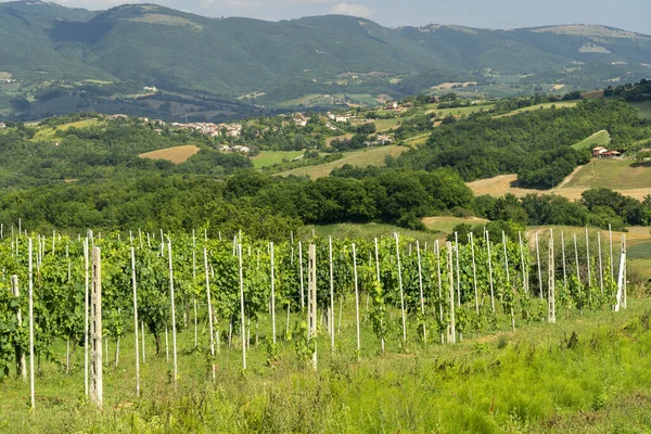 Vidéki Táj Közelében Fabriano Ancona Marche Olaszország Nyáron — Stock Fotó