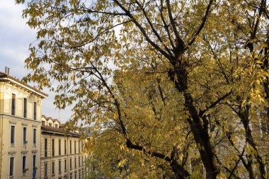 Milan, Lombardiya, İtalya: Biondi üzerinden sonbaharda eski tipik konut binaları ve böğürtlen ağaçları