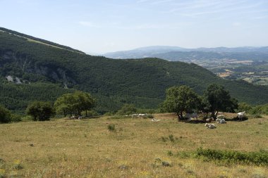 Yazın İtalya 'da Marche ve Umbria arasında Monte Cucco yakınlarındaki dağ manzarası. Otlaktaki inekler