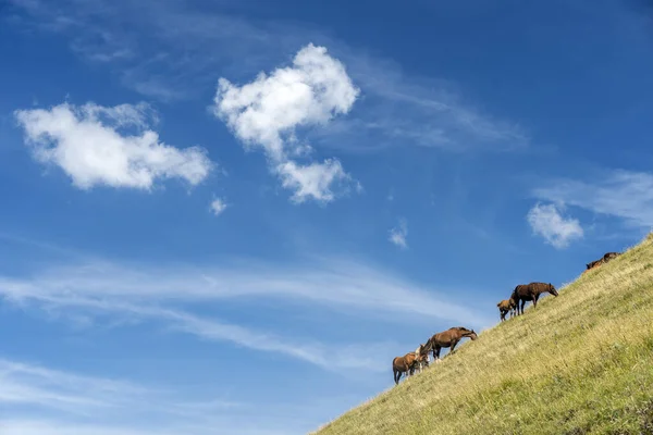 Mountain Landscape Monte Cucco Marche Umbria Italy Summer Horses Pasture — Stock Photo, Image