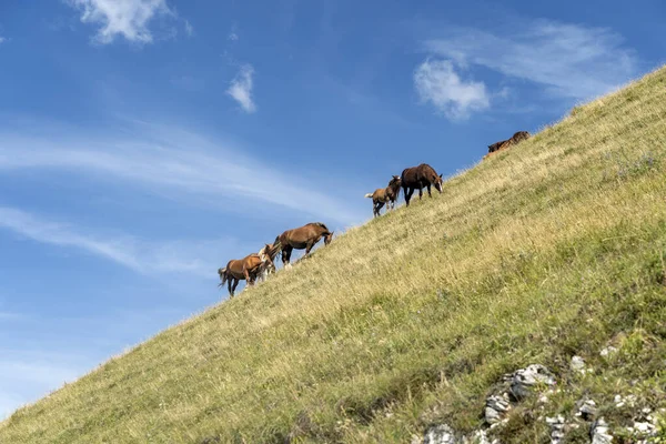 Paysage Montagneux Près Monte Cucco Entre Marches Ombrie Italie Été — Photo