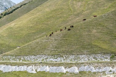 Yazın İtalya 'da Marche ve Umbria arasında Monte Cucco yakınlarındaki dağ manzarası. Otlaktaki atlar