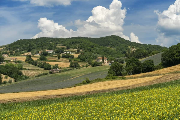 Ländliche Landschaft Sommer Bei Gubbio Perugia Umbrien Italien — Stockfoto