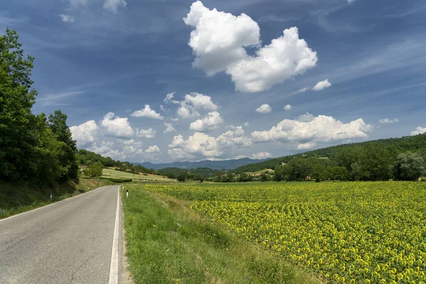 Sommerlandschaft Bei Lippiano Perugia Umbrien Italien — Stockfoto