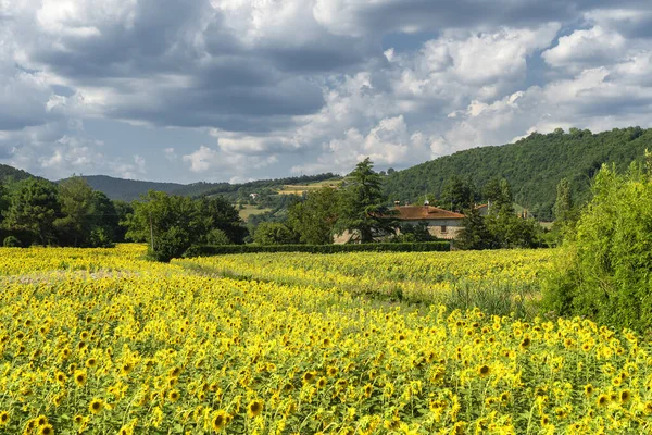 Θερινό Τοπίο Κατά Μήκος Του Δρόμου Προς Valico Scheggia Arezzo — Φωτογραφία Αρχείου