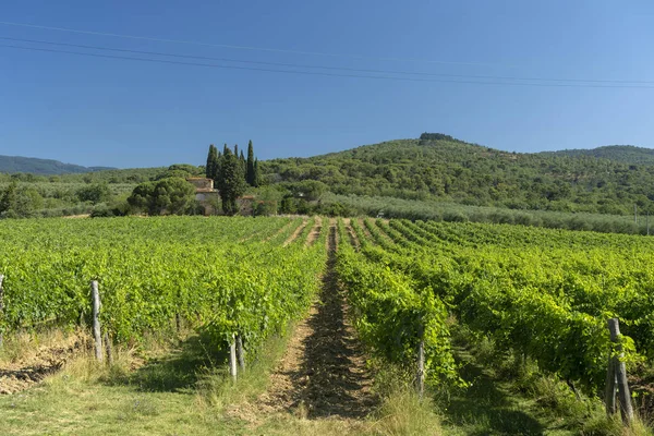Zomer Landschap Provincie Arezzo Toscane Italië Vlakbij Gropina Wijngaarden — Stockfoto