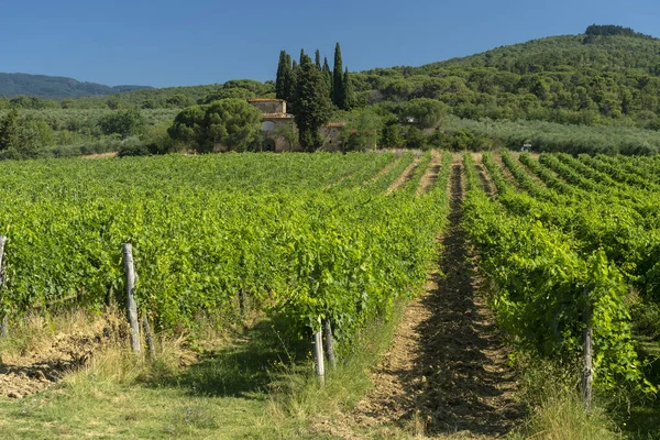 Θερινό Τοπίο Στην Επαρχία Arezzo Τοσκάνη Ιταλία Κοντά Στην Gropina — Φωτογραφία Αρχείου