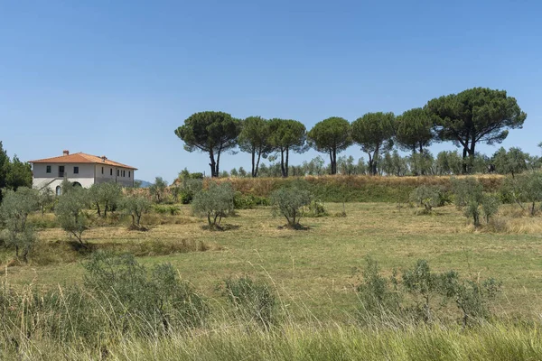 Paisaje Verano Provincia Arezzo Toscana Italia Cerca Piandisco —  Fotos de Stock