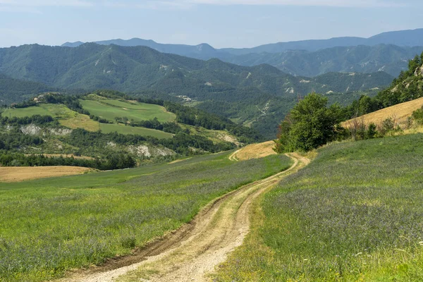 Летний Пейзаж Рядом Bagno Romagna Форли Чезена Италия — стоковое фото