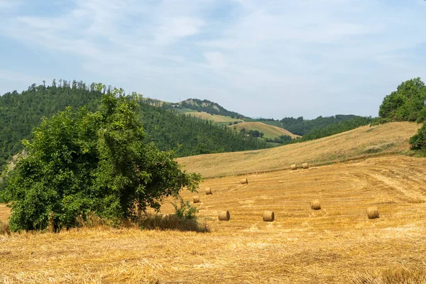 Sommerlandschaft Bei Bagno Romagna Forli Cesena Italien — Stockfoto