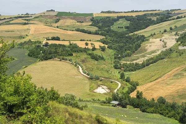 Paesaggio Estivo Vicino Meldola Forli Cesena Emilia Romagna Italia — Foto Stock