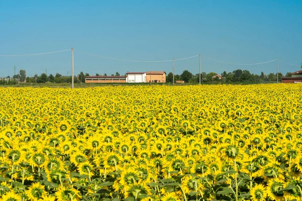 Yazın Modena Yakınlarındaki Emilia Kır Manzarası — Stok fotoğraf