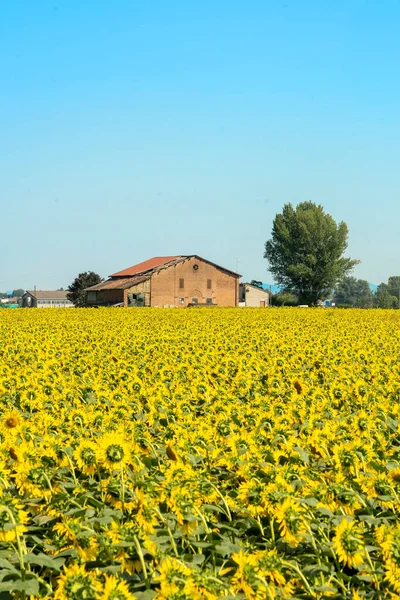 Landskap Sommaren Längs Emilia Nära Modena Med Solrosor — Stockfoto