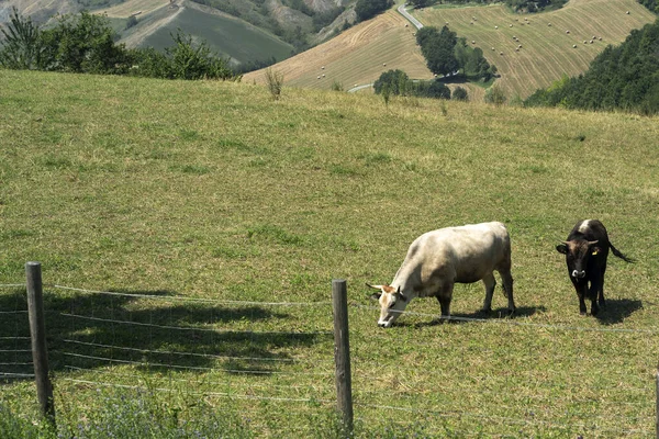 Paisagem Rural Verão Rivalta Lesignano Bagni Parma Emilia Romagna Itália — Fotografia de Stock