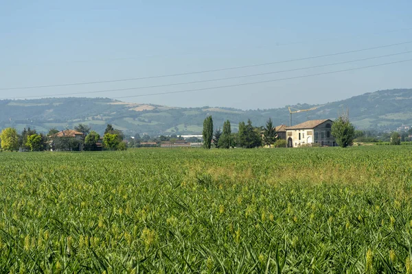 Landskap Sommaren Provinsen Reggio Emilia Mellan Rubiera Och Scandiano Emilia — Stockfoto