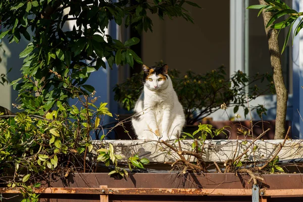 Milan Lombardie Itálie Domácí Kočka Pozorující Balkónu — Stock fotografie