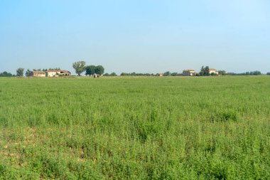 Vicofertile yakınlarındaki kırsal alan, Parma ili, Emilia-Romagna, İtalya, yaz mevsiminde.